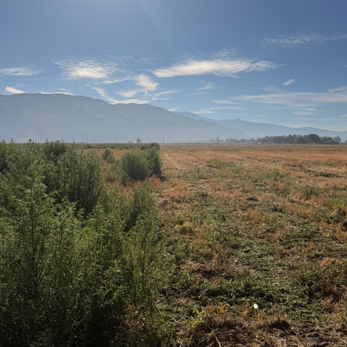 Before — heavy brush and overgrown vegetation across a 60-acre field with mountains in the background