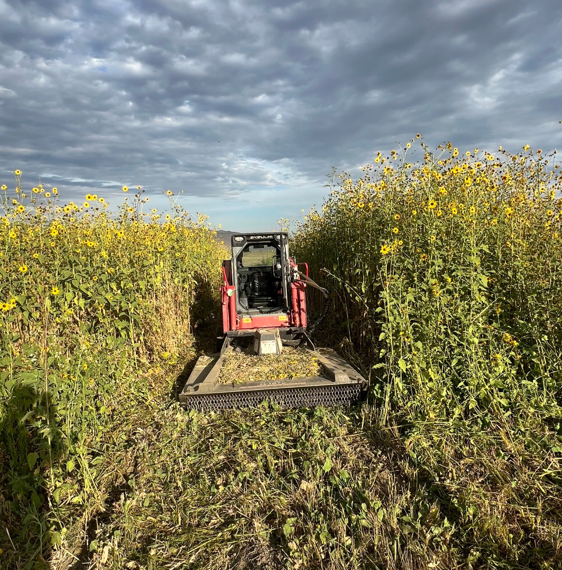 From overgrown to compliant. 5 acres of dense sunflower field cleared.